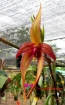 Bulbophyllum Manchind