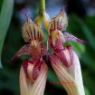 Bulbophyllum Nudda