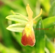 Epidendrum neoporpax