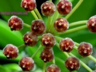 Hoya gracilis 