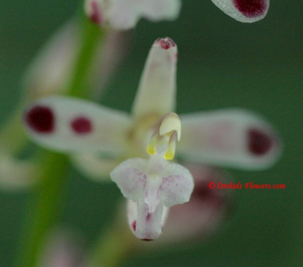 Acriopsis liliifolia (Acriopsis javanica)