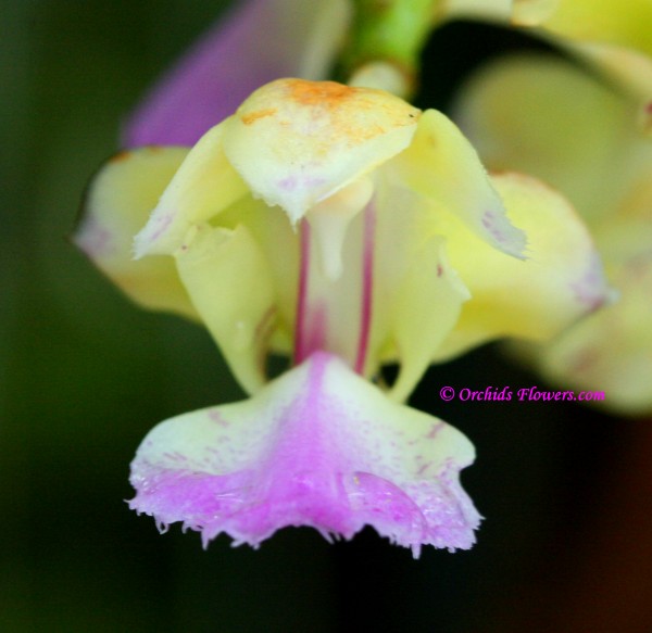 Aerides houlletiana Rchb.f 1872