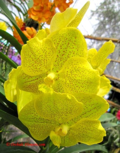 Orchid Hybrid Ascocenda Suksamran Gold