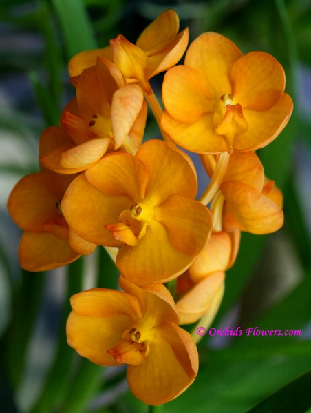 Ascocenda Viboon Sunset Orchid Hybrid
