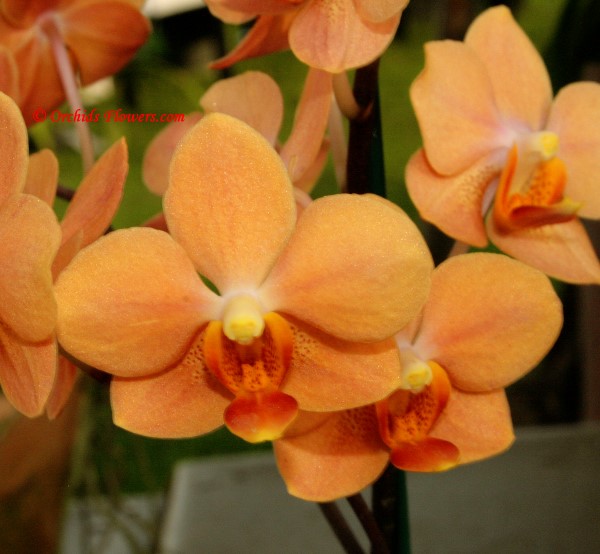 Orchid Hybrid Asconopsis Jiaho’s Orange
