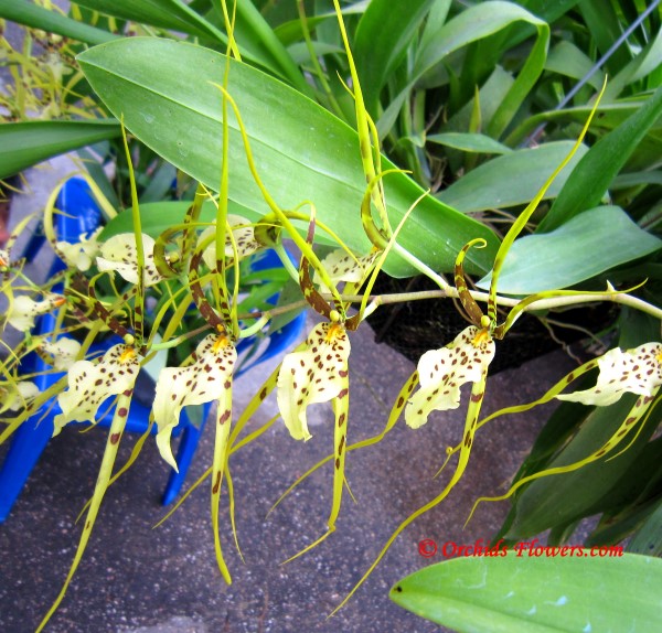 Brassia Eternal Wind ?Summer Dream?