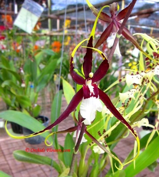 Spider Orchid Brassidium Kenneth Bivin