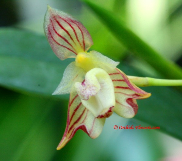 Bulbophyllum ambrosia (Hance) Schltr. 1919