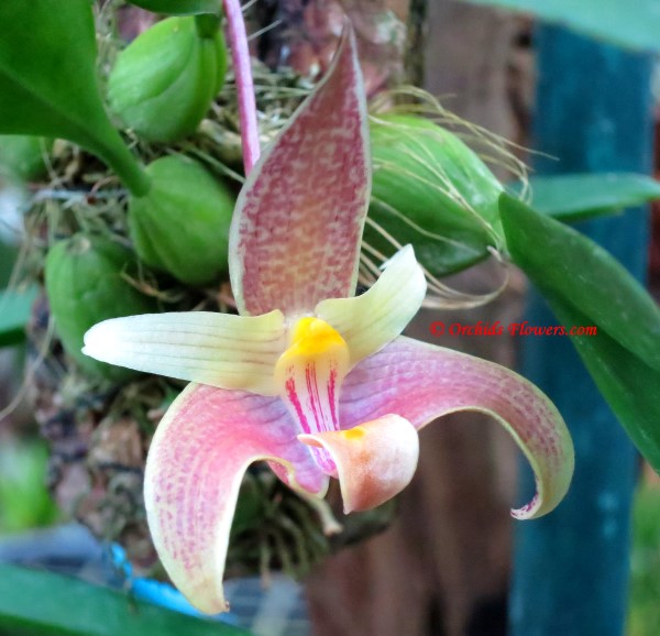 Miniature Orchid Bulbophyllum bataanense