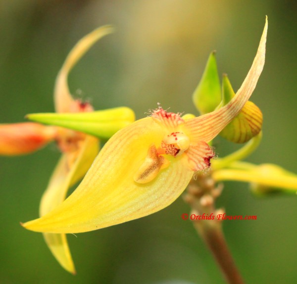 Bulbophyllum blepharistes Rchb.f 1872