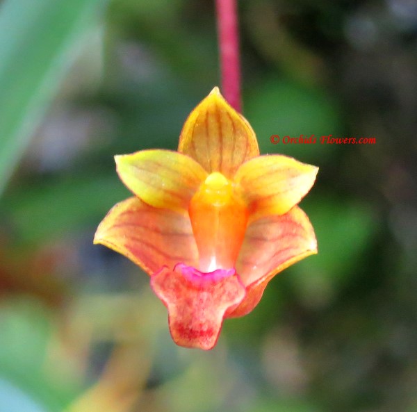 Miniature Orchid Bulbophyllum capillipes