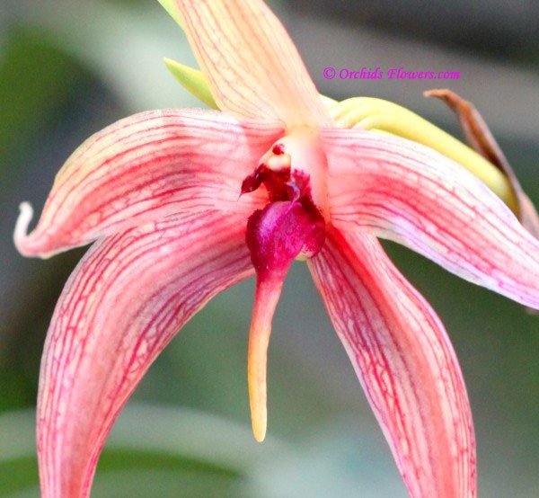 Bulbophyllum echinolabium J.J. Sm. 1934