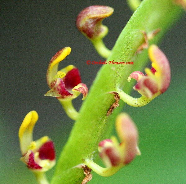 Bulbophyllum falcatum (Lindl.) Rchb. f. 1861