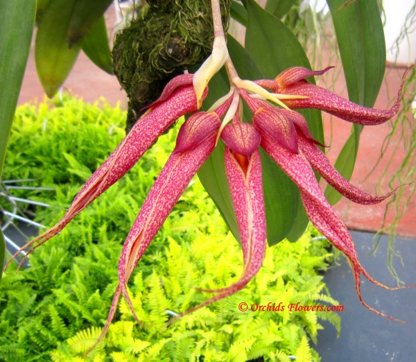 Orchid Hybrid Bulbophyllum Krairit Vejvarut