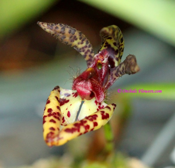 Miniature Orchid Bulbophyllum lasiochilum