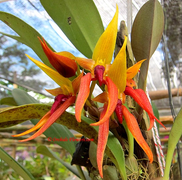 Bulbophyllum levanae Ames 1915