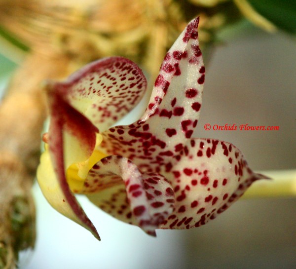 Bulbophyllum macranthum Lindl. 1844