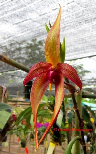 Orchid Hybrid Bulbophyllum Manchind