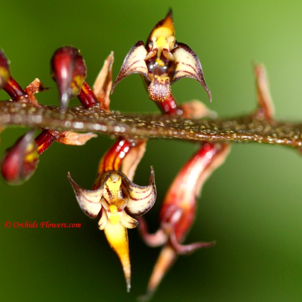 Bulbophyllum maximum (Lindl.) Rchb. f. 1861