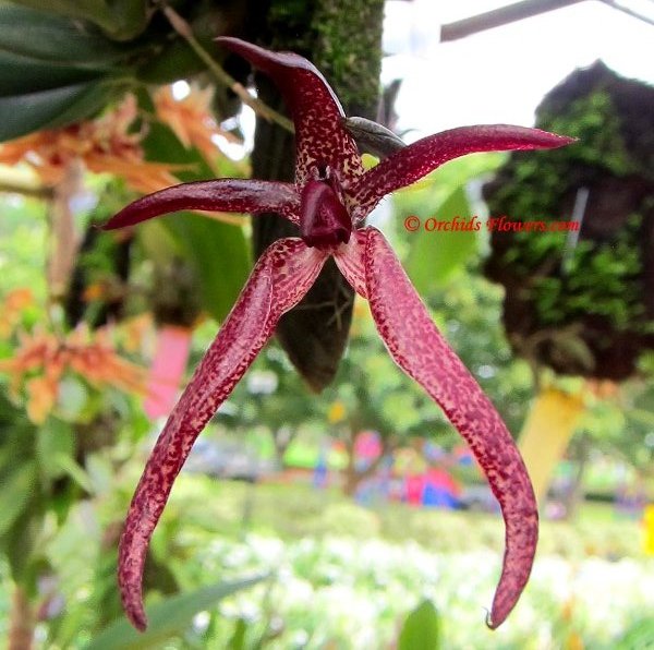 Orchid Hybrid Bulbophyllum Meen Garuda