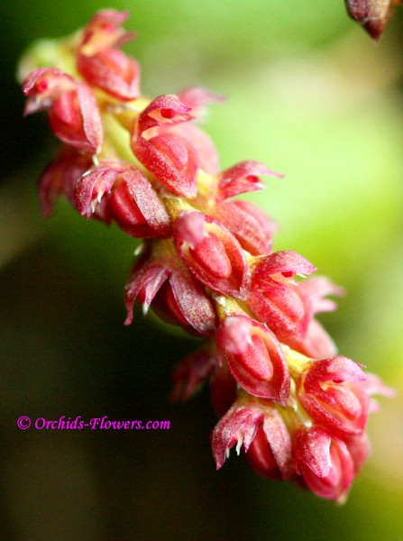 Bulbophyllum muscarirubrum Seidenf.