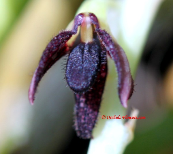 Bulbophyllum nigrescens Rolfe 1910