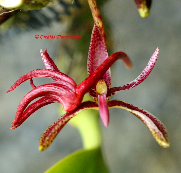 Bulbophyllum patens King 1896