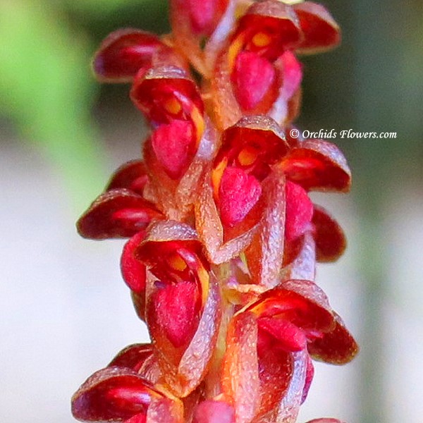 Miniature Orchid Bulbophyllum rufilabrum