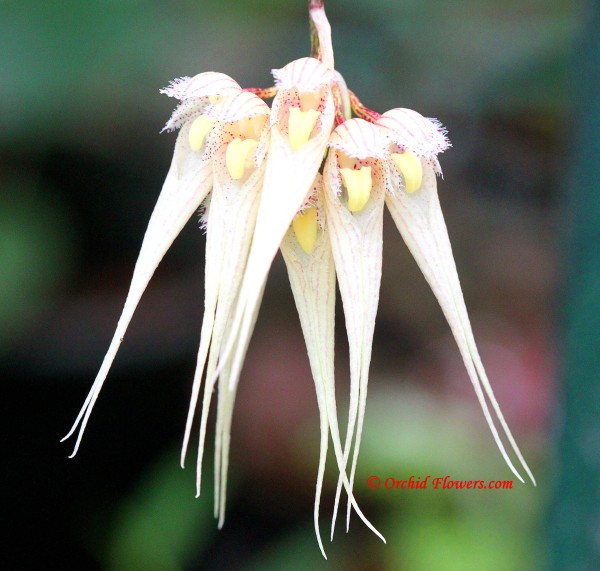 Bulbophyllum sanguineopunctatum Seidenf. & Kerr 1973