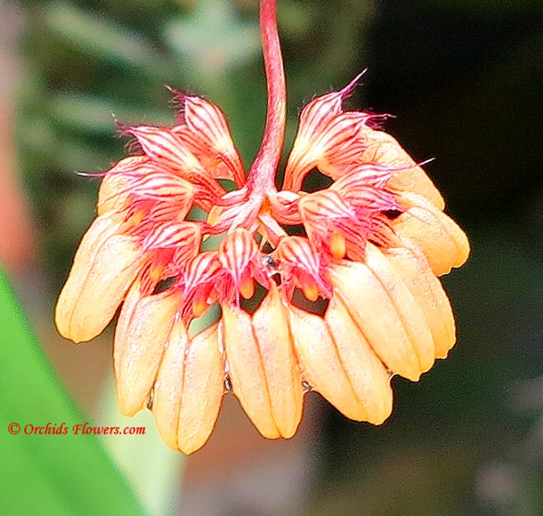 Bulbophyllum sikkimense (Cirrhopetalum sikkimense)
