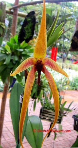 Orchid Hybrid Bulbophyllum Wilbur Chang