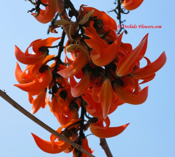 Flame of the Forest, Parrot Tree (Butea monosperma)