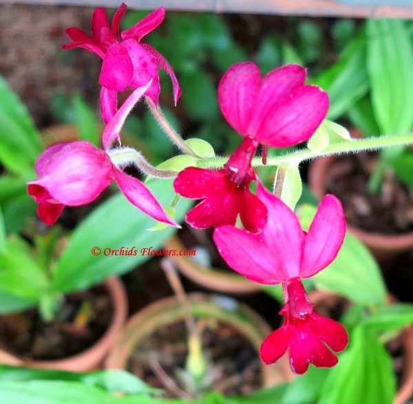 Orchid Hybrid Calanthe Rozel Red Velvet