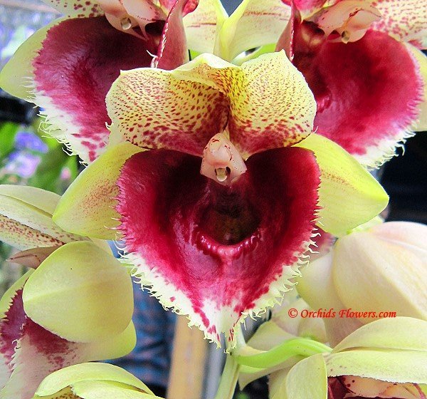 Orchid Hybrid Catasetum Jumbo Waltz