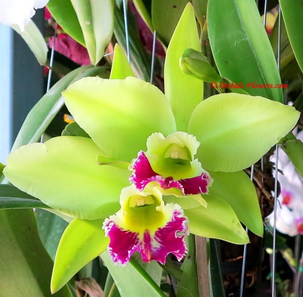Orchid Hybrid Cattleya Kencolor