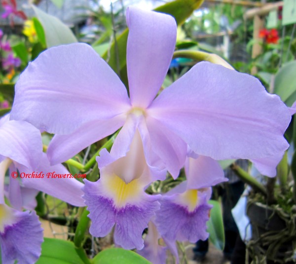 Orchid Hybrid Cattlianthe Portia