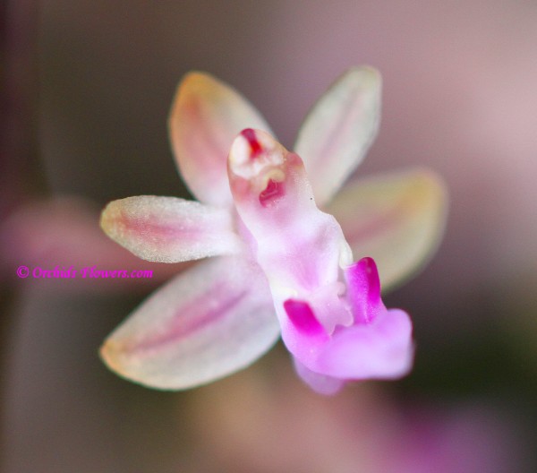 Miniature Orchid Cleisostoma arietinum Garay 1972