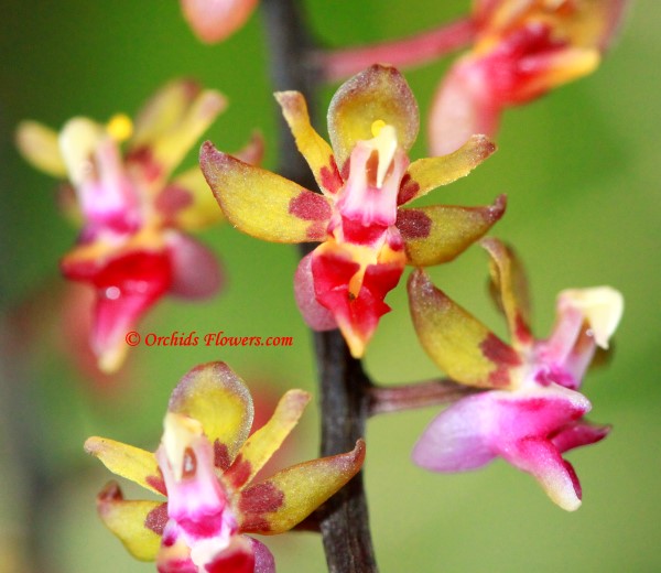 Miniature Orchid Cleisostoma capricorne