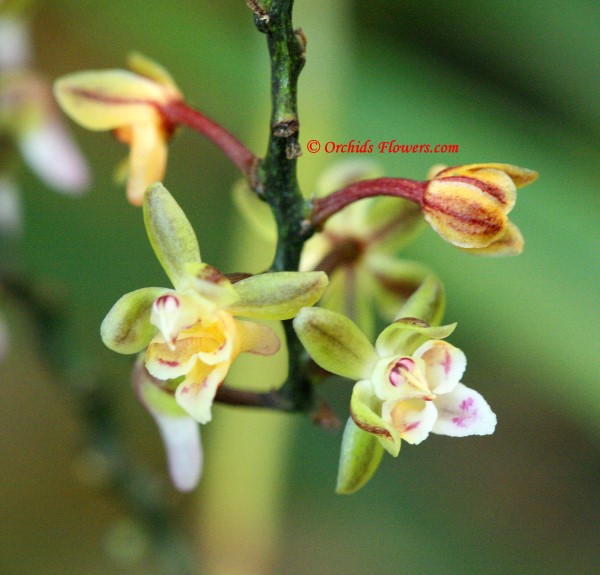 Miniature Orchid Cleisostoma discolor