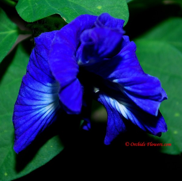 Clitoria ternatea, Butterfly pea flower