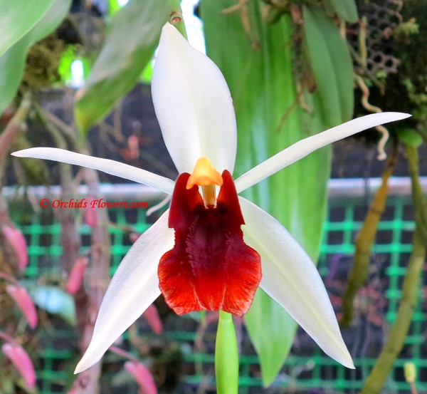 Orchid Hybrid Coelogyne Bird in Flight