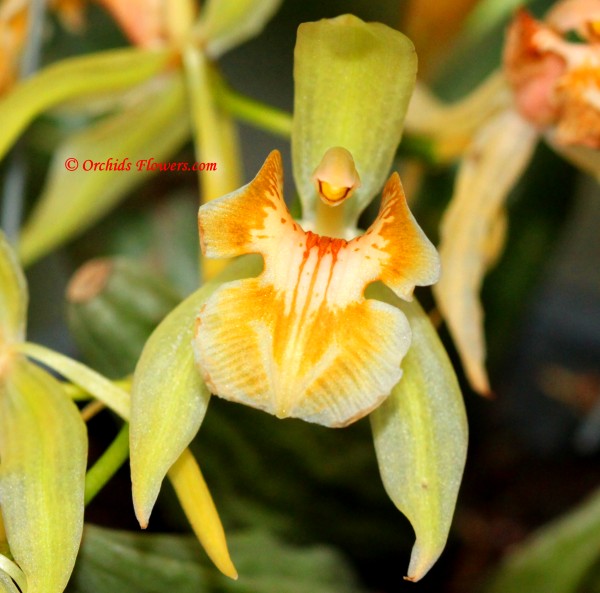 Coelogyne Hybride Orange Fire Lip Duft NEW Orchidee Orchideen 