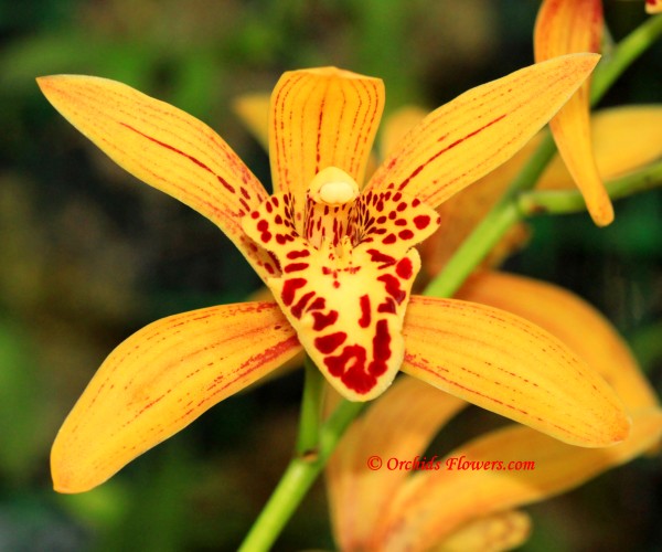 Cymbidium Chen's Ruby Orchid Hybrid