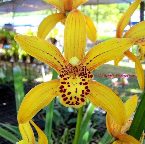 Cymbidium Promised Land The Beauty Of Orchids And Flowers