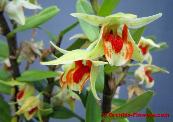 Dendrobium cruentum orchid