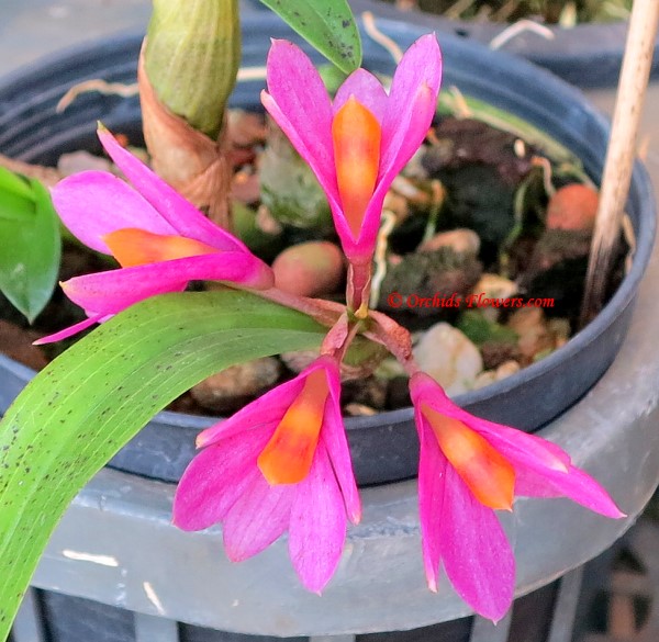 Orchid Hybrid Dendrobium Hibiki