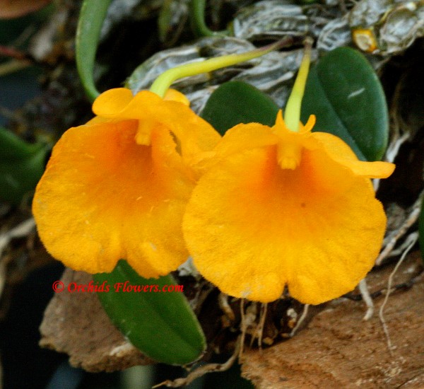 Dendrobium jenkinsii 