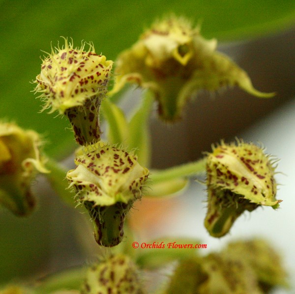 Dendrobium macrophyllum Flower Buds