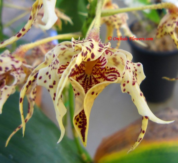 Dendrobium Neifert’s Alexpoly Orchid Hybrid