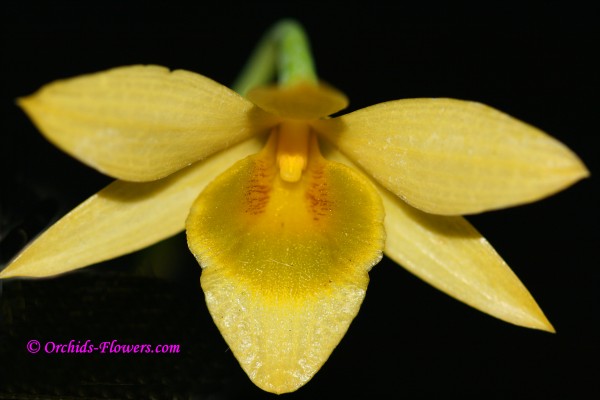 Dendrobium senile Orchid